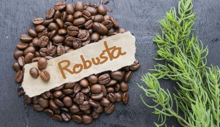 Kham Pha Huong Vi Dam Da – Ca Phe Robusta Tuyet Hao